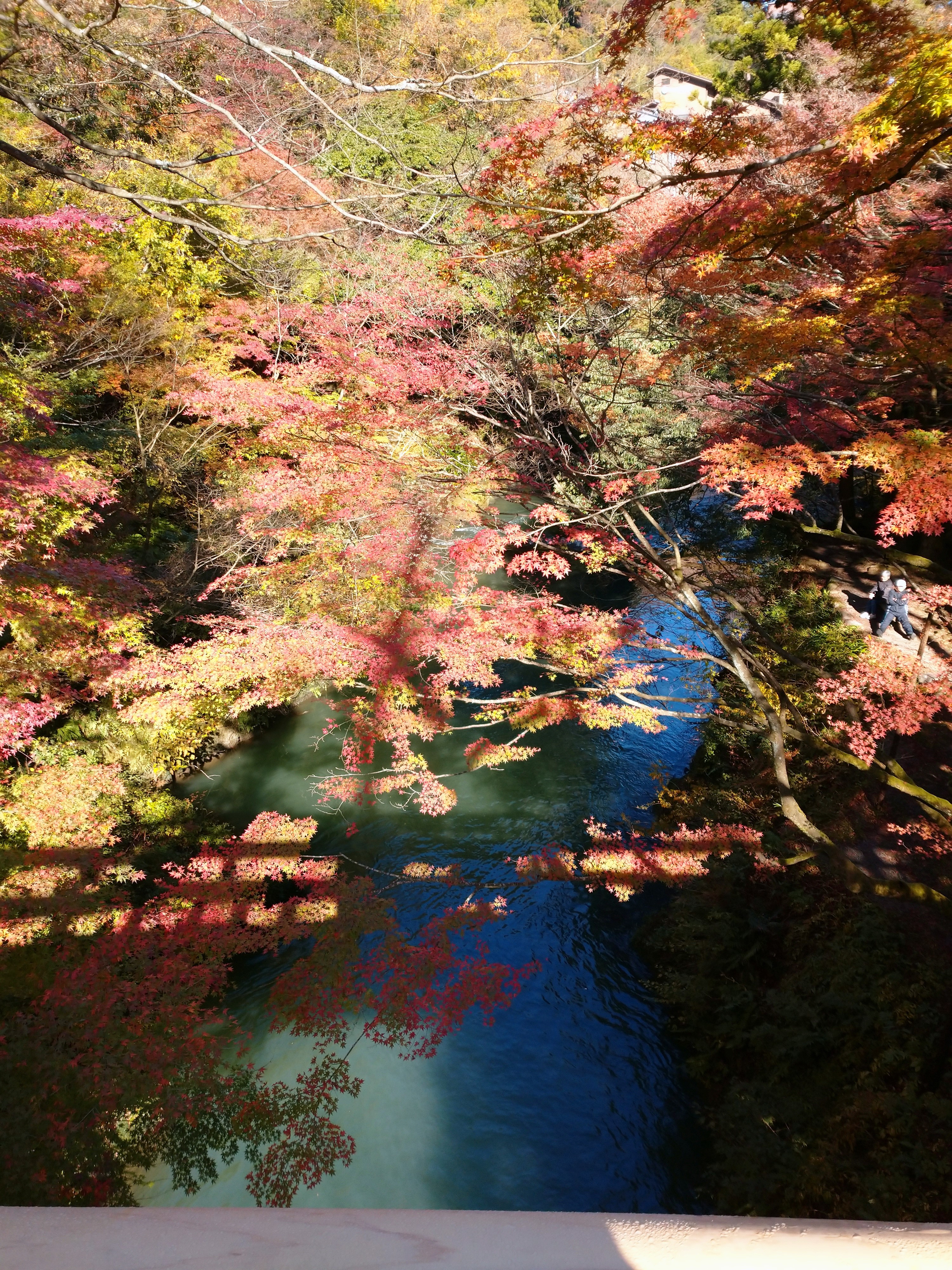 紅葉情報のお知らせ 19 11 21現在 山中温泉